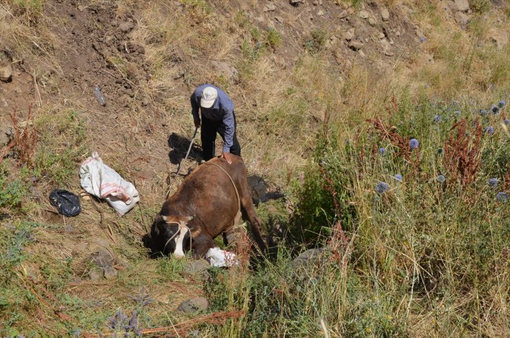 Muş'ta dere yatağına düşen inek 2,5 saatlik çalışmayla kurtarıldı