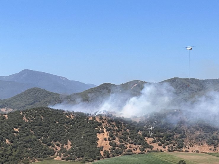 Muğla'da zeytinlik ve makilik alanda çıkan yangın söndürüldü