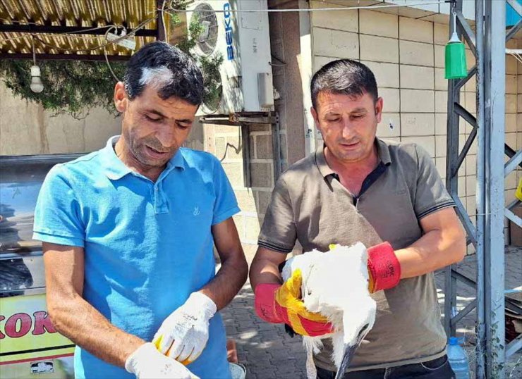 Kırıkkale'de tedavi edilen leylek yavrusu cami kubbesindeki yuvaya bırakıldı