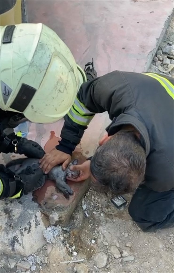 Konya'da itfaiye ekipleri yangından kurtardığı yavru kediyi suni teneffüsle hayata döndürdü