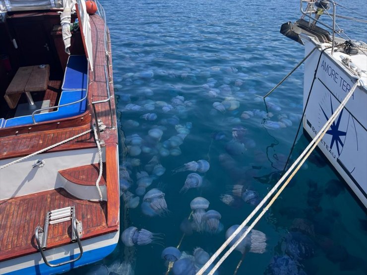 İzmir Körfezi'nde deniz anası yoğunluğu yaşanıyor