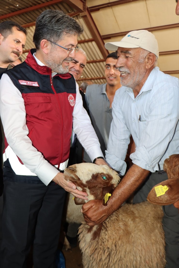 Tarım ve Orman Bakanlığı, depremzede besicilere TİGEM'in üst düzey hayvanlarını dağıtıyor