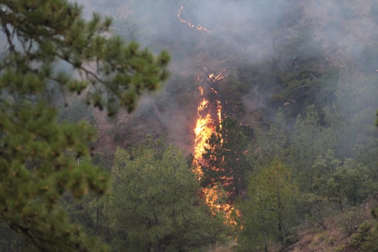 Bolu'nun Göynük ilçesinde çıkan orman yangınına müdahale ediliyor