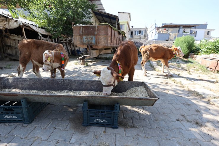 Gaziantep'te üçüz doğan buzağılara özenle bakılıyor