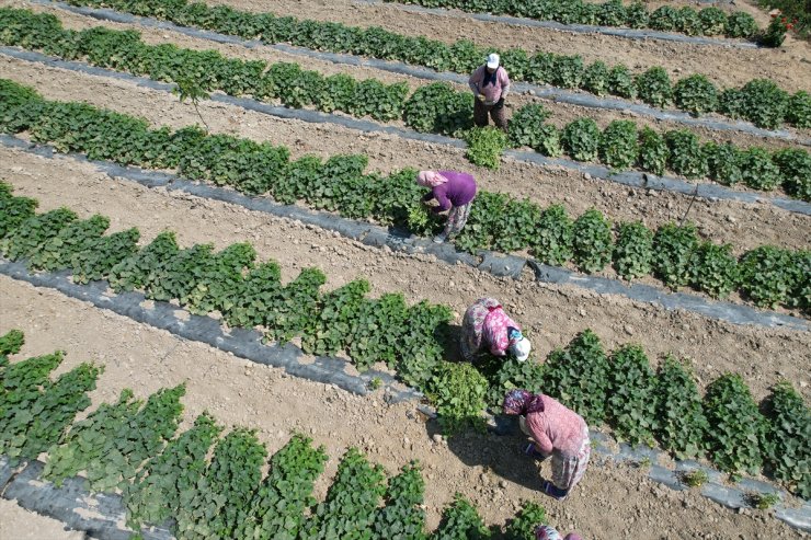 Balıkesir'de üretilen coğrafi işaretli Sındırgı kornişonunda hasat başladı