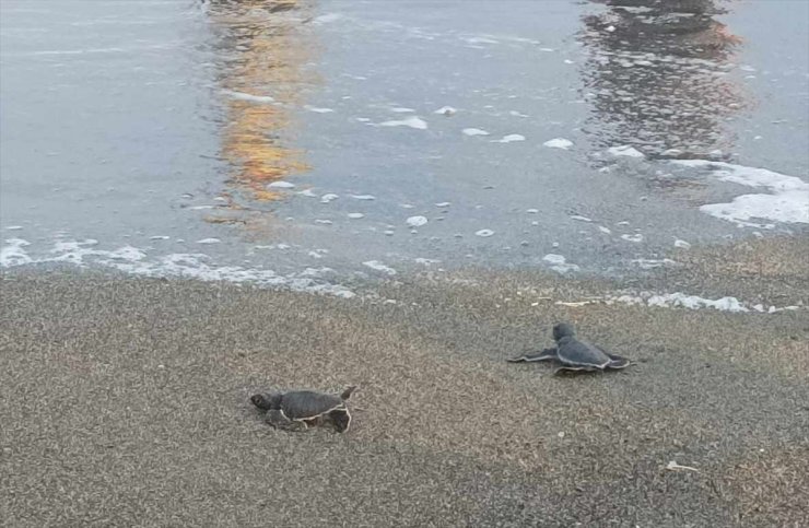 Hatay'da yumurtadan çıkan deniz kaplumbağası yavruları suyla buluştu