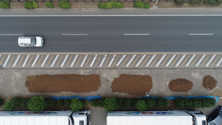 Trabzon'da üreticiler fındığı kurutmak için yol kenarlarını tercih ediyor