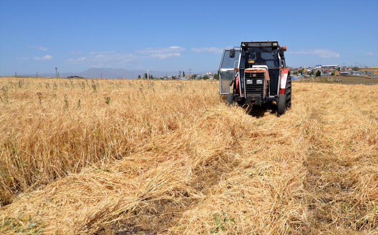 Kars'ta çiftçiler bunaltıcı sıcakta arpa hasat ediyor