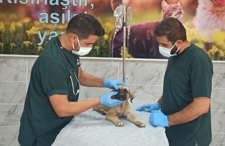 GÜNCELLEME - Mardin'de yavru köpeğe demir çubukla eziyet eden zanlı adli kontrolle salıverildi