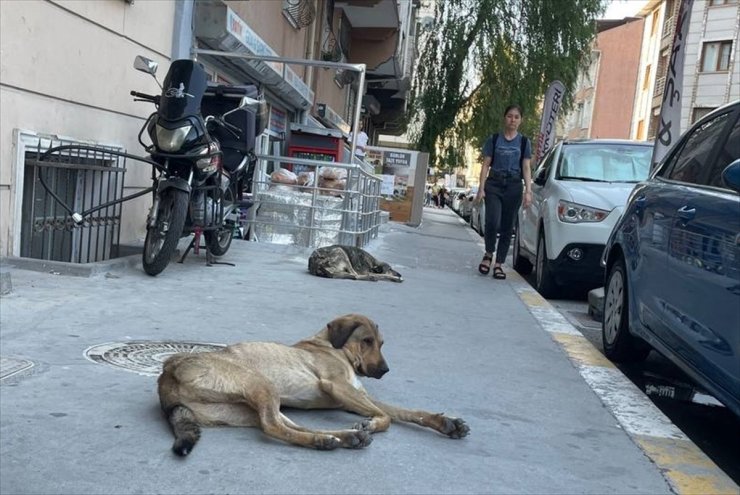 Esenyurt'ta sahipsiz köpekler mahalle sakinlerini korkutuyor