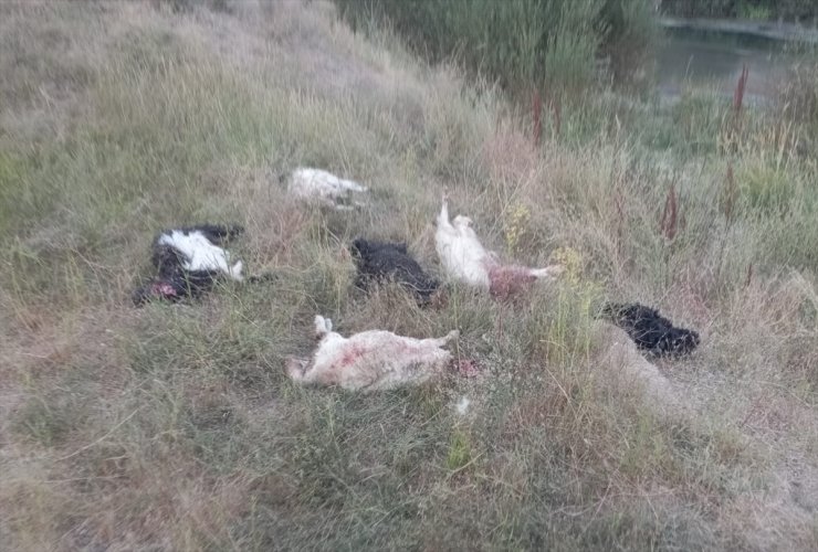 Hakkari'de sahipsiz köpeklerin saldırdığı sürüdeki 36 küçükbaş hayvan telef oldu