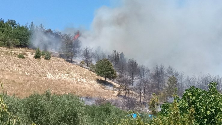 Sakarya'da çıkan yangında yaklaşık 8 dönüm ağaçlık alan yandı