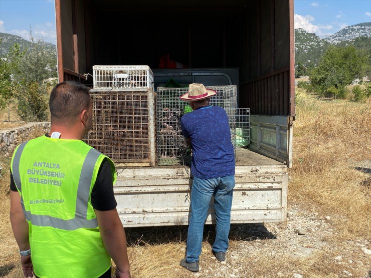 Antalya'da meralardaki çekirgelere karşı "hindili" mücadele