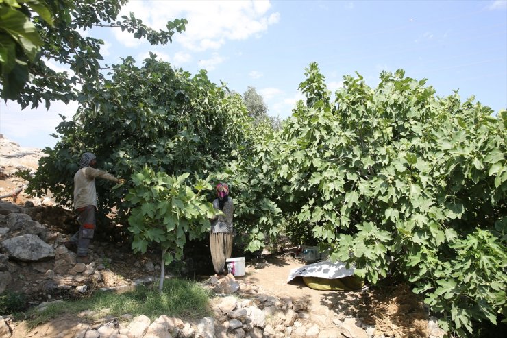 Mardin'deki Gurs Vadisi'nde taze incir mesaisi