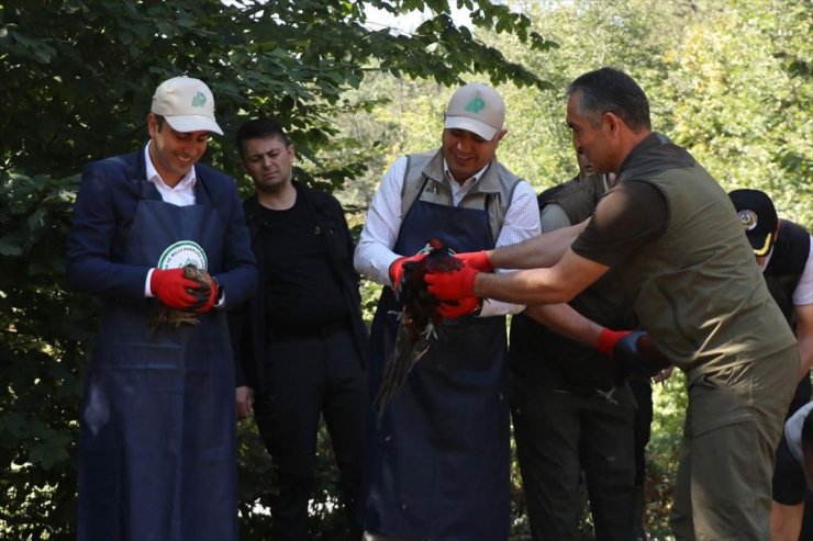 Düzce'de yetiştirilen sülünler doğaya salındı