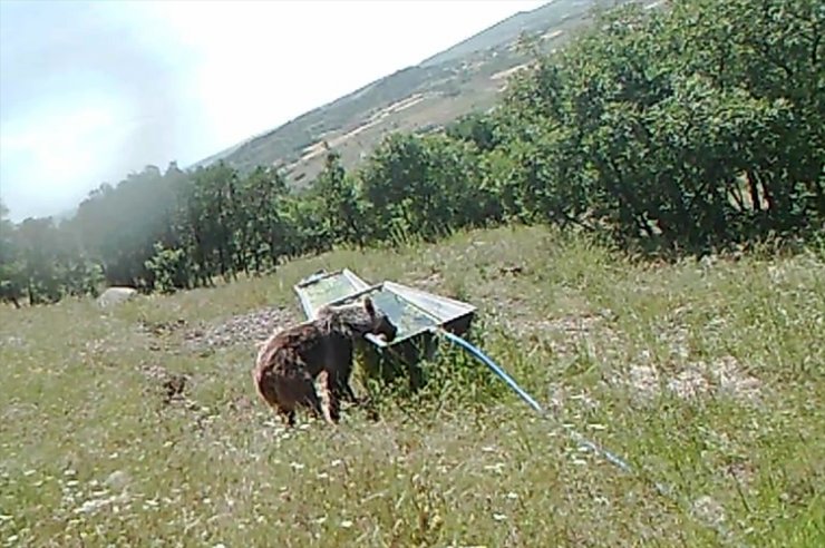 Elazığ'da boz ayının suyla serinlemeye çalıştığı anlar fotokapana takıldı