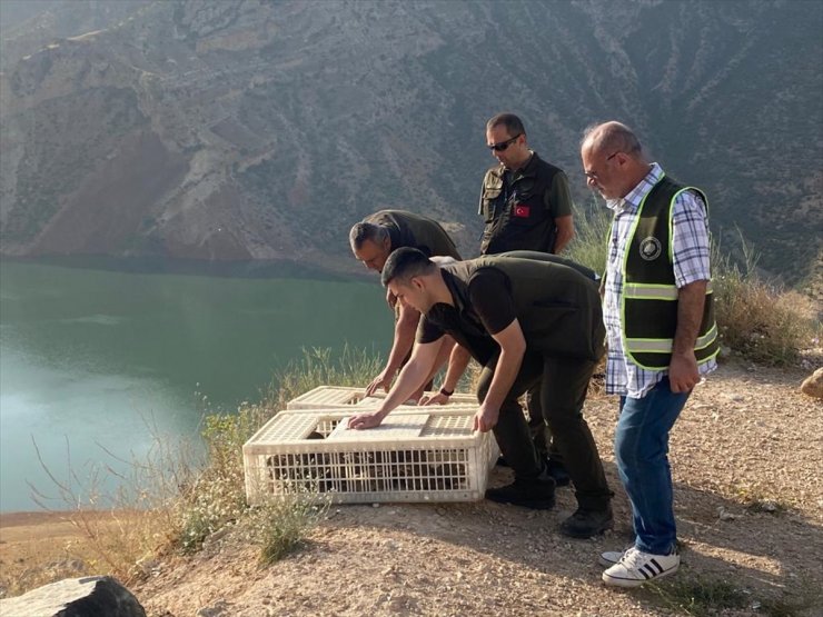 Malatya'da yetiştirilen 600 kınalı keklik Siirt'te doğaya salındı