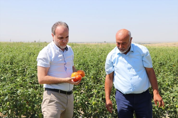 Niğde Ömer Halisdemir Üniversitesi 950 dönüm atıl araziyi üretime kazandırdı