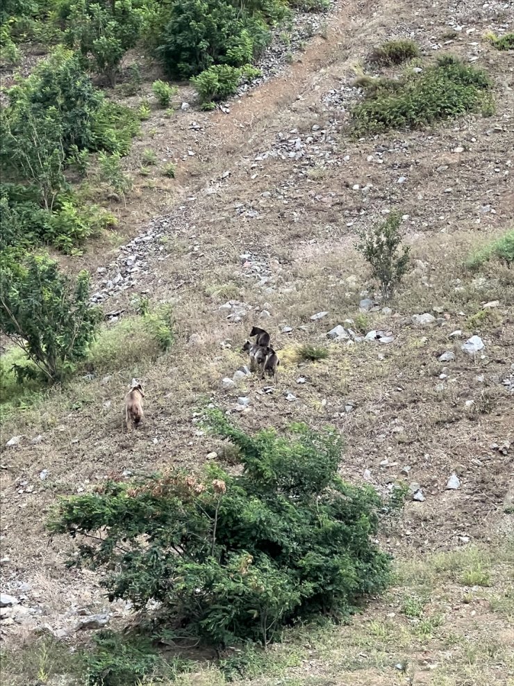 Artvin'de Çoruh Nehri'nden su içen ayı ve yavruları görüntülendi