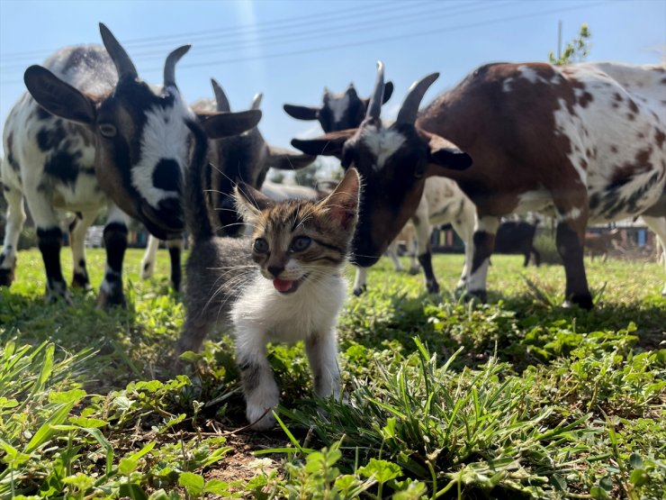 Ormanlık alanda kutuda bulduğu 3 kedi yavrusu "can dostları" oldu