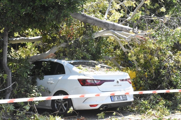 Antalya'da ağacın kırılan dallarının düştüğü 5 araç zarar gördü