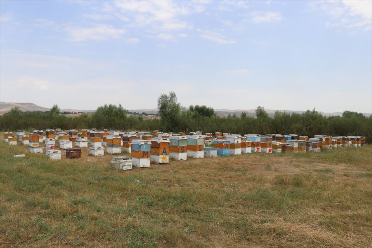 Ağrılı arıcılar tescilli "geven balı" hasadında