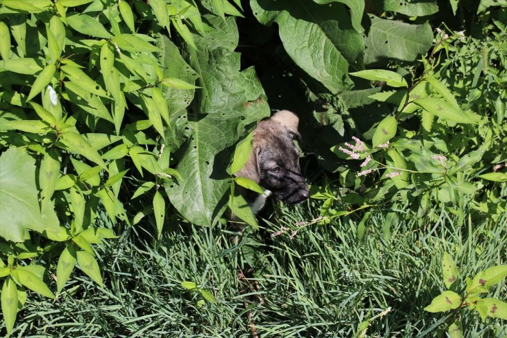 Bolu'da derede mahsur kalan 3 köpek yavrusu kurtarıldı