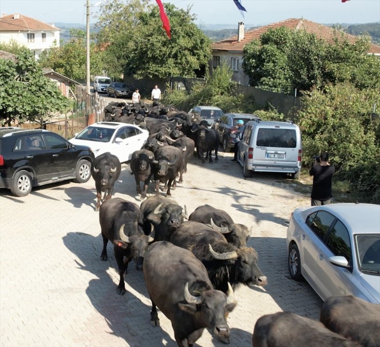 Kocaeli Büyükşehir Belediyesinden üreticilere damızlık manda boğası desteği