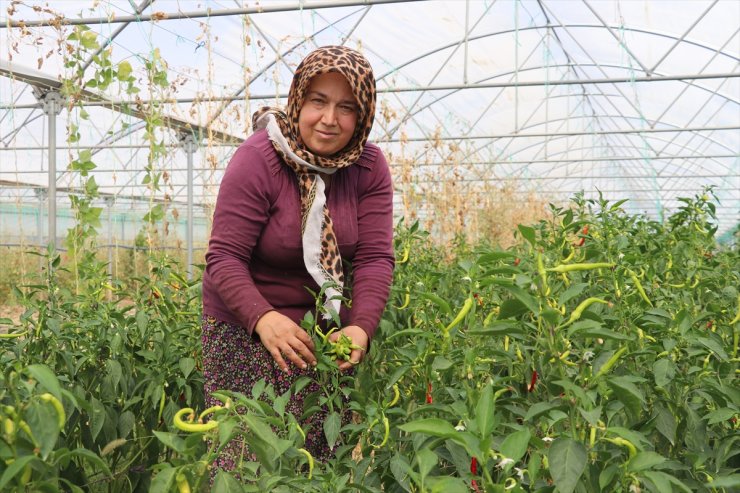 Devlet desteğiyle sera kuran kadın girişimci tarla ile pazar arasında mekik dokuyor