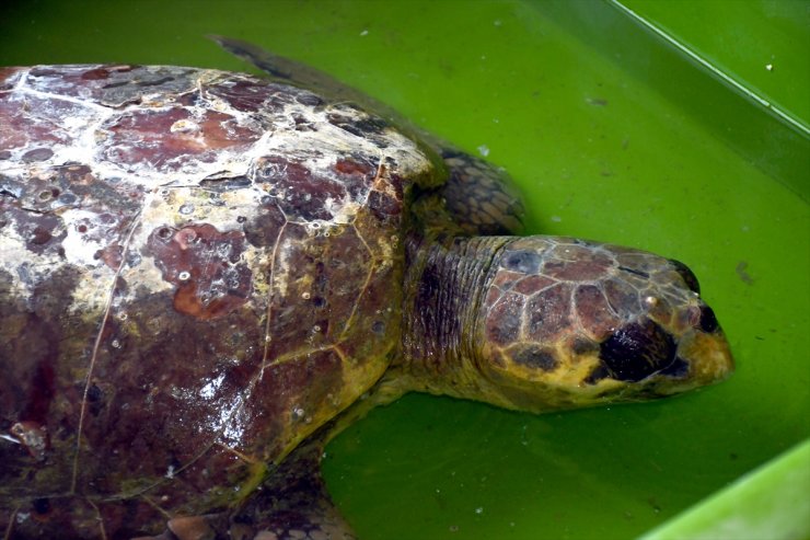 Hatay'da bitkin bulunan caretta caretta tedaviye alındı