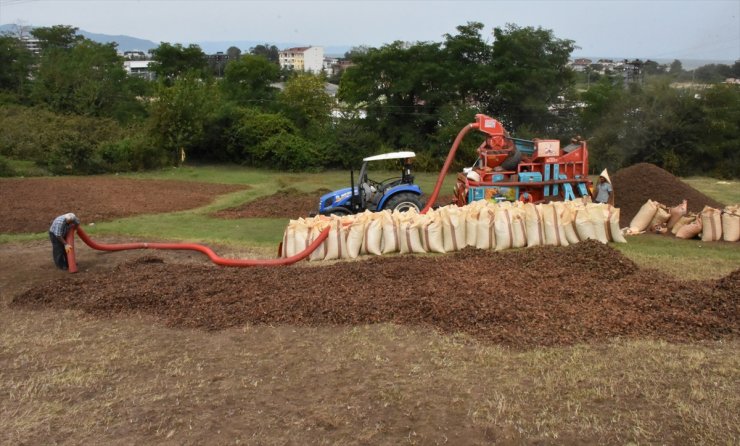 Karadeniz'de fındık hasadını tamamlayan üreticiler patoz mesaisinde