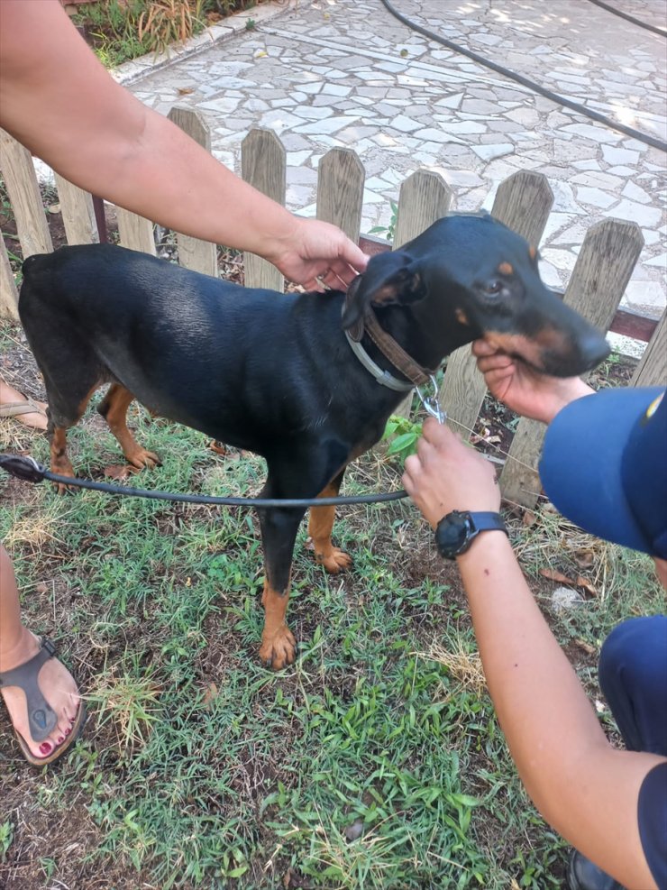 GÜNCELLEME - Kayıp ekonomist Korhan Berzeg'in köpeğinin bulunduğu bölgede yeniden arama çalışması başlatıldı