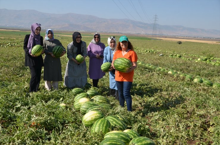 Muş'ta karpuz hasadına başlandı