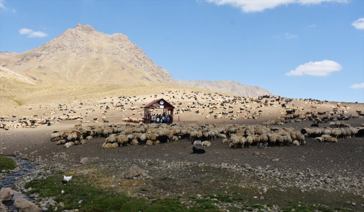 Hakkari'de berivanlar için yaylada "Sistematik Sağım Merkezi" kuruldu