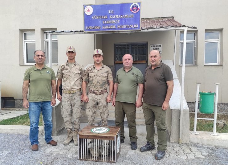 Van'da kaçak kınalı keklik avlayan kişi hakkında işlem yapıldı