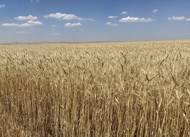 İç Anadolu'ya uygun alternatif hububat çeşitleri Malya'da deneniyor