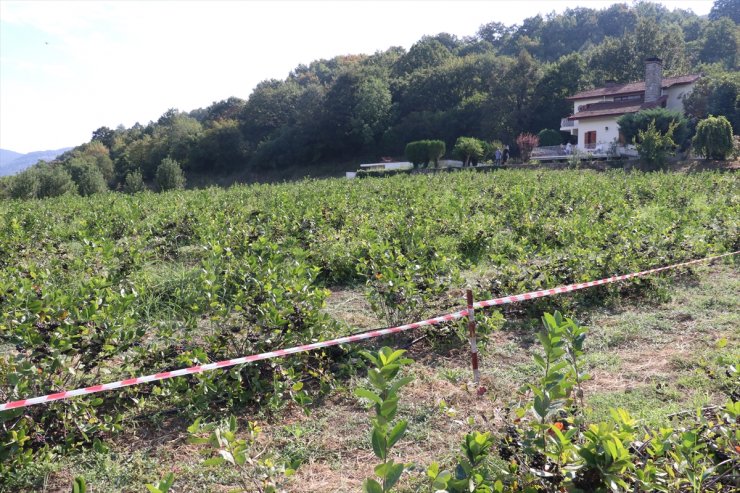 Yalova'da tescilli "Yalova aronyası" için hasat şenliği düzenlendi