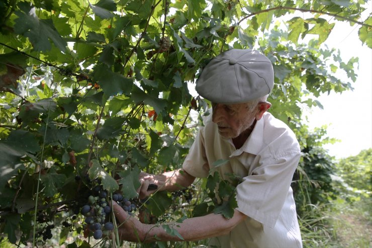 91 yaşındaki Manisalı çiftçi, topraktan kopamıyor