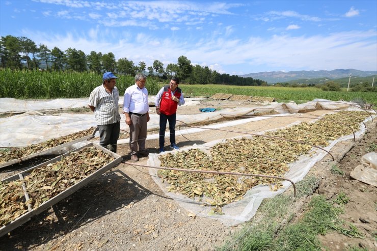 Muğla'da dolu ve fırtınadan etkilenen tarım alanlarında hasar tespiti yapıldı