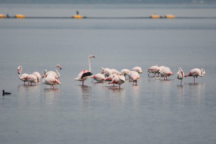 İzmit Körfezi flamingoları ağırlıyor