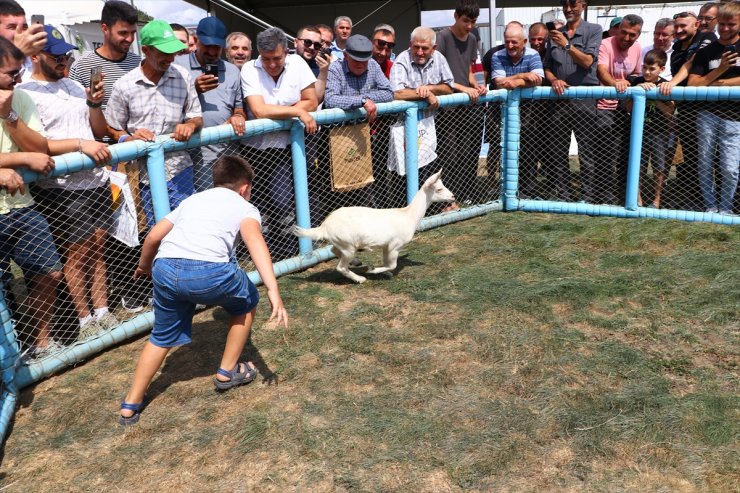 Tekirdağ'da "oğlak yakalama" ve "en çabuk oğlak yeme" yarışmaları yapıldı