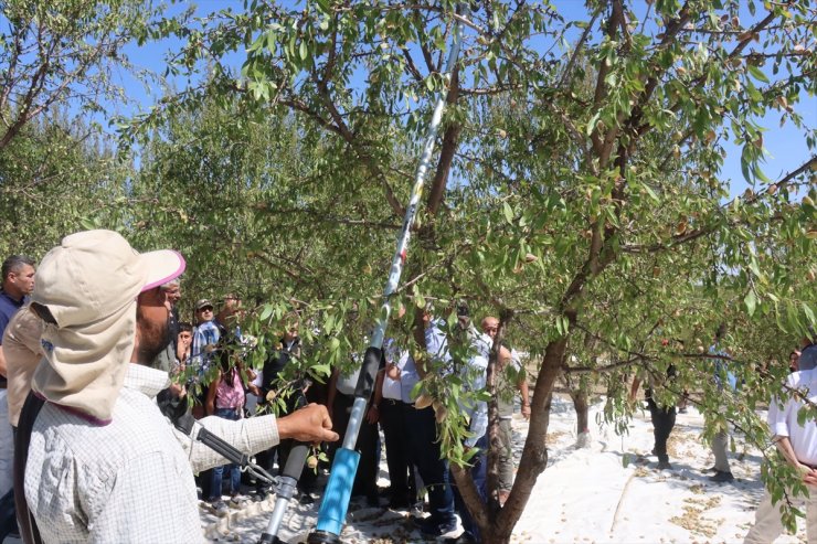 Adıyaman'da badem hasadı başladı