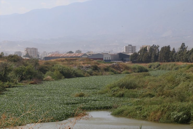 Hatay'da Asi Nehri'ni yeniden su sümbülleri kapladı