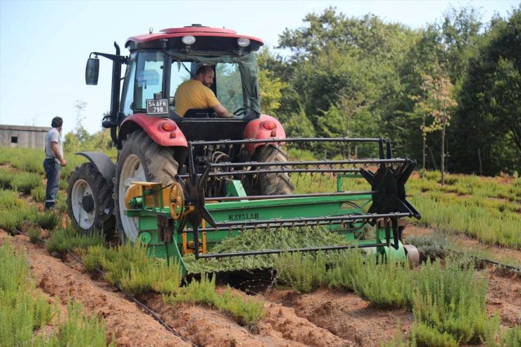 Sakarya Botanik Vadisi'nde üretilen biberiyede yüksek rekolte bekleniyor