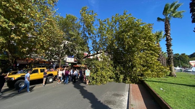 Zonguldak'ta devrilen ağaç park halindeki otomobile zarar verdi