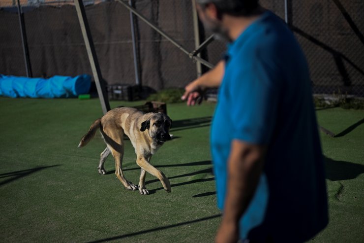 DOSYA HABER/AVRUPA'DA SAHİPSİZ HAYVANLAR - İspanya'da yüz binlercesi terk ediliyor ama sokakta sahipsiz köpek yok