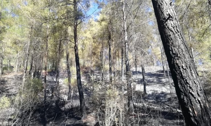 Antalya'da çıkan orman yangını kontrol altına alındı