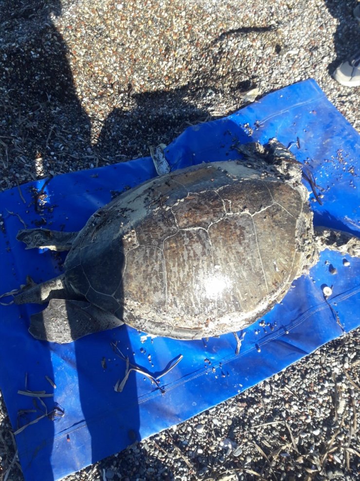 Datça'da ölü caretta caretta sahile vurdu