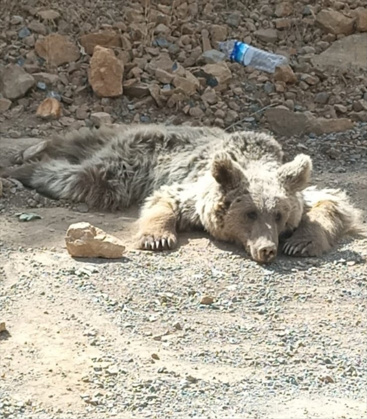 Hakkari'de yaralı bulunan ayı Van'da tedaviye alındı