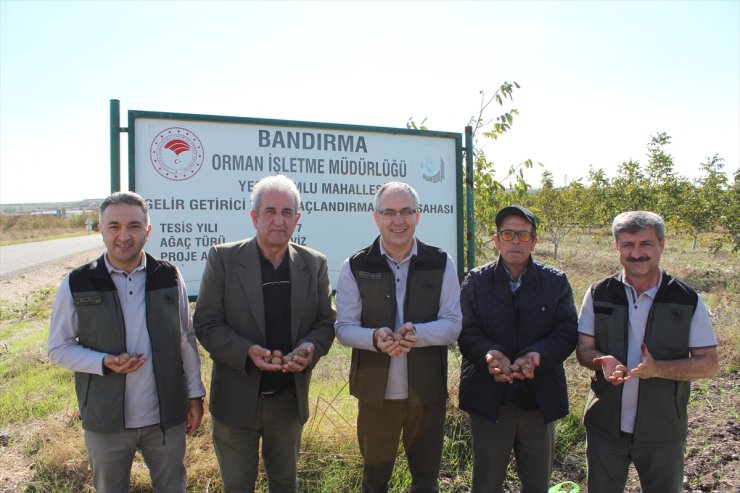 Balıkesir'deki gelir getirici tür ağaçlandırma sahasında ceviz hasadı başladı